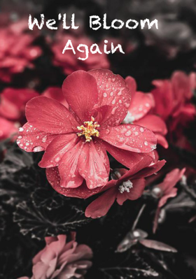 We'll Bloom Again