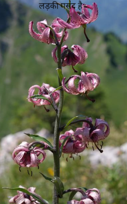 लड़की पसंद है