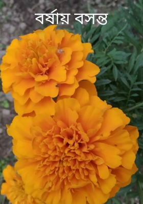 বর্ষায় বসন্ত