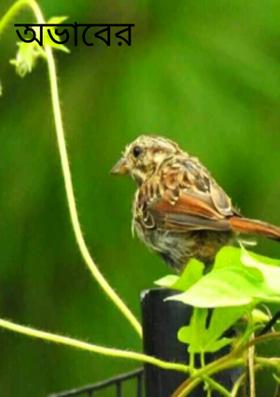 অভাবের ক্ষতি