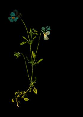 पौधा मुस्कराया…॥