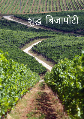 शुद्ध बिजापोटी