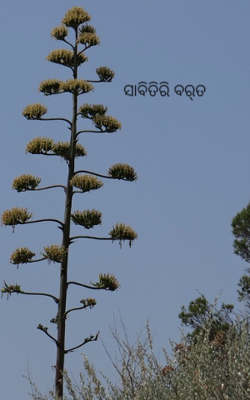 ସାବିତିରି ବର୍‌ତ