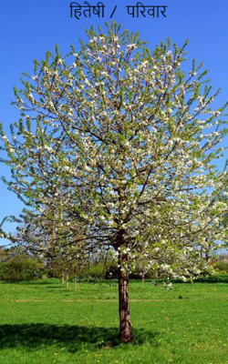 हितैषी /  परिवार