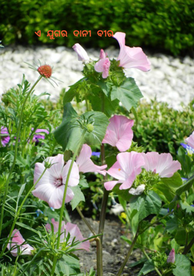 ଏ ଯୁଗର ଦାନୀ ବୀର