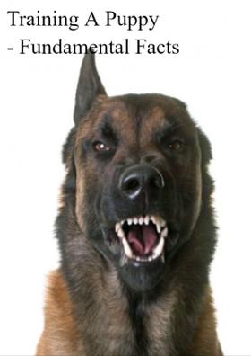 Training A Puppy - Fundamental