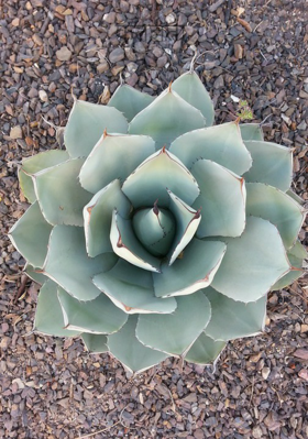 कृतज्ञता