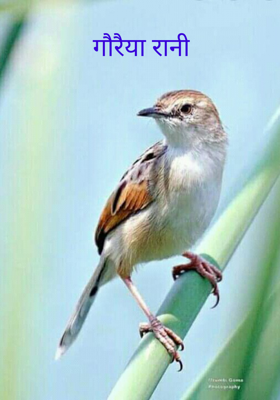 गौरैया रानी