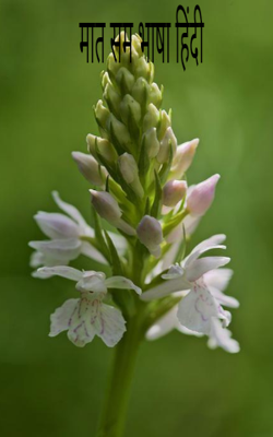 मात सम भाषा हिंदी