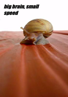 Big Brain, Small Speed
