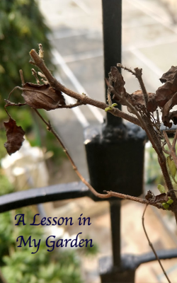 A Lesson in My Garden