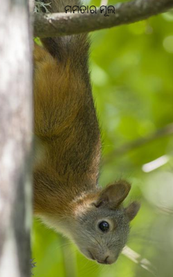 ମମତାର ମୂଲ