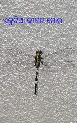 ଏକୁଟିଆ ଜୀବନ ମୋର