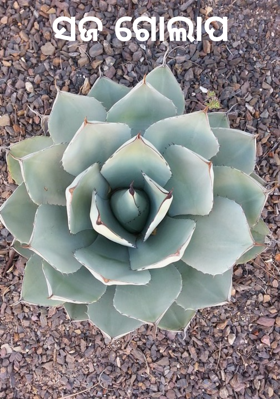 ସଜ ଗୋଲାପ