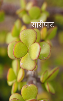 सारीपाट