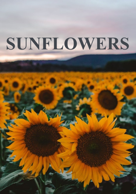 SUNFLOWERS