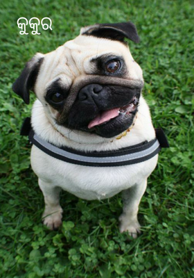 ପ୍ରତିପକ୍ଷ