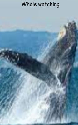 Whale watching