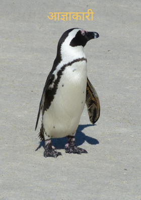 आज्ञाकारी