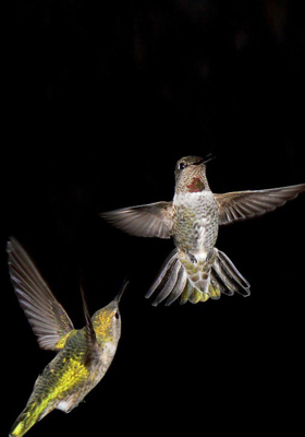 ପକ୍ଷୀପ୍ରେମୀ ଦମ୍ପତ୍ତି