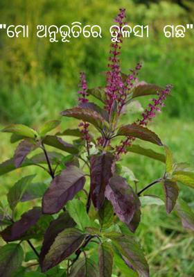 ମୋ ଅନୁଭୂତିରେ ତୁଳସୀ ଗଛ