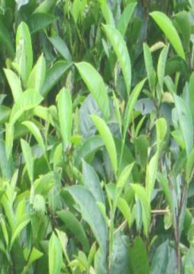 मैं हूँ प्रकृति की नई कोपल