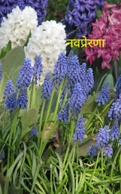 नवप्रेरणा