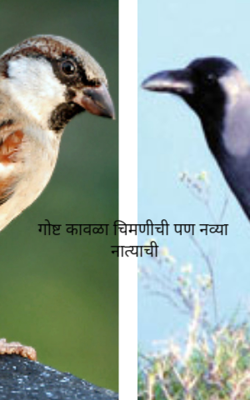 गोष्ट कावळा चिमणीची पण नव्या नात्याची