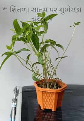 *: શિતળા સાતમ પર શુભેચ્છા સંદેશ :*