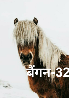 बैंगन-32