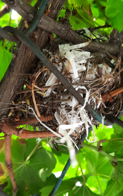 Nestling Nest