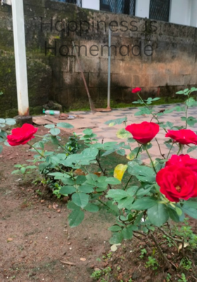 Happiness is         Homemade