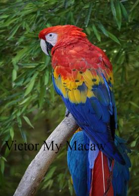 Victor My Macaw