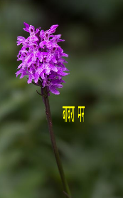 बावरा मन