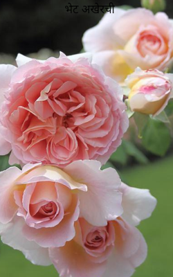 भेट अखेरची