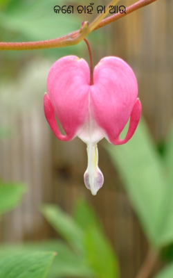 କଣେ ଚାହଁ ନା ଆଉ