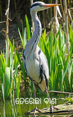 ତେରେଛା ବାଣ