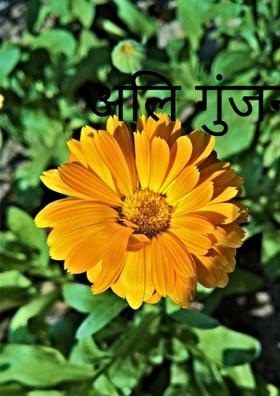 अलि गुंजन