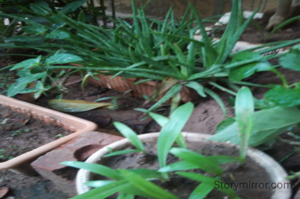 #ବୃକ୍ଷ ରୋପଣ କରି ଆମେ ତାର ସେବା କରିଲେ ସେ ତାର ଫଳାଫଳ  ଆମକୁ ସୁଧ ଆକାରରେ ଫେରାଇ ଥାଏ"