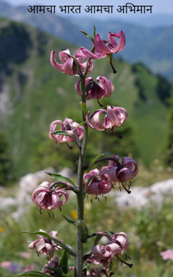 आमचा भारत आमचा अभिमान
