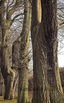 திருமந்திரம்