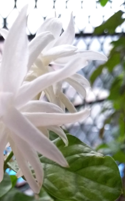 उजळली तुझी ही कांती!!!