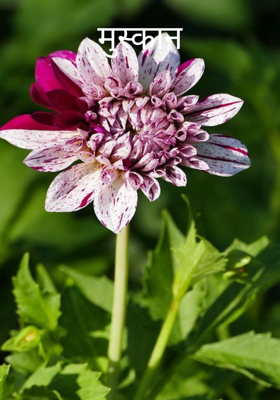 मुस्कान