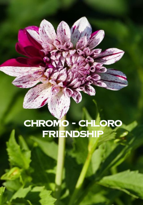 Chromo - Chloro friendship