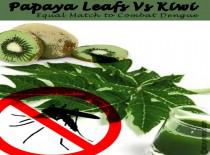 Papaya Leaf Vs Kiwi : Equal Match To Combat Dengue