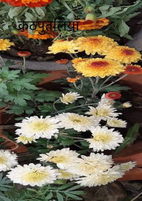 कठपुतलियाँ