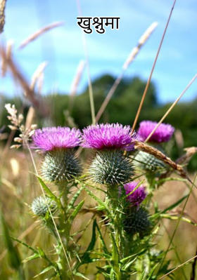 खुश्नुमा