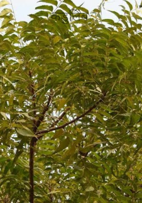 कडुलिंब