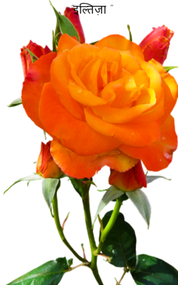 "इल्तिज़ा "