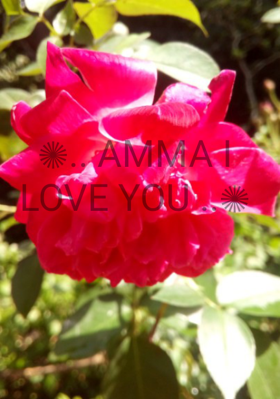 ❊AMMA I LOVE YOU❊